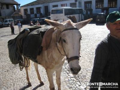 Miranda del Castañar - Asno - Sierra de Francia; madera tejo; senderismo por la pedriza